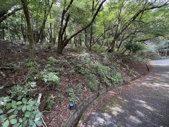 【外観】 | 東急天城高原別荘地　売地