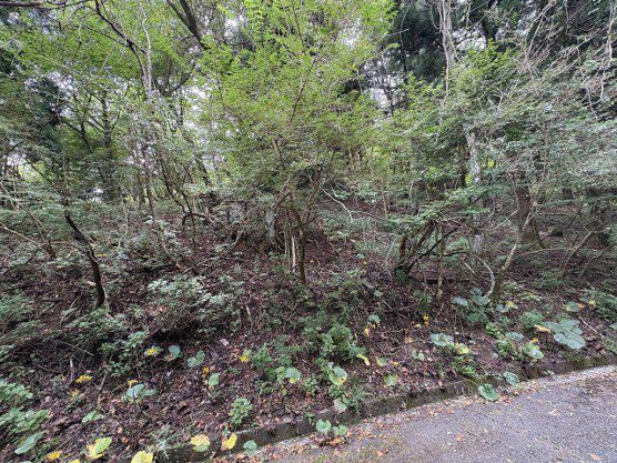 【外観】 | 東急天城高原別荘地　売地