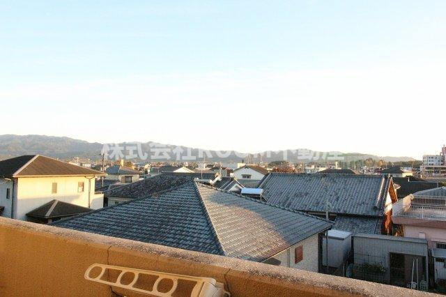 Y&Mデイジーの展望