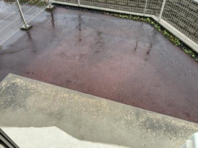 【庭】 | セレッソC