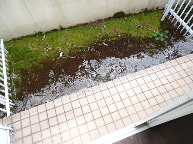 コーポグリーンの庭