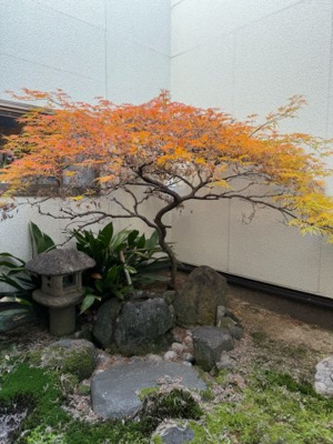 【庭】 | 【インスペクション実施済】中古一戸建　玉島　4LDK | リビングのソファに腰掛けたとき、ふと視線の先に現れる「坪庭」。
室内でありながら自然を身近に感じられるこの空間は、日常に究極の癒やしをもたらします。