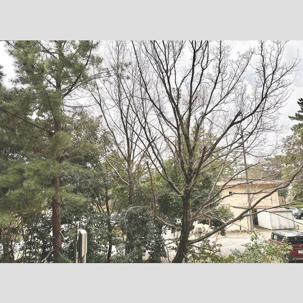 トヨタミッドヒルズ毘森公園の展望