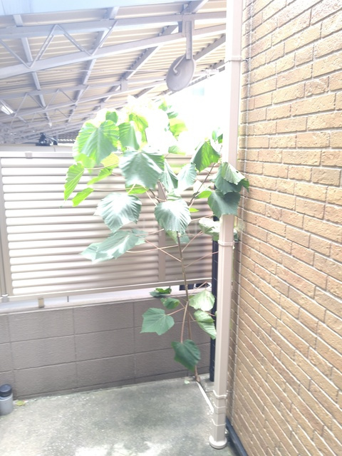 サンヒルズ駒込のその他|植栽☆彡