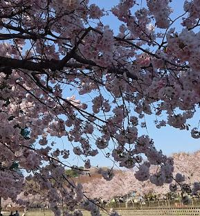 セ　シュエット（C‘est chouette）の周辺|狛江市立谷戸橋南広場まで450ｍ