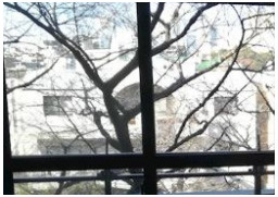 早稲田桜並木AVEの展望