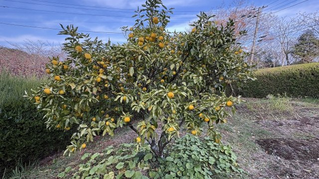 【庭】 | 宇佐美みのりの村　戸建