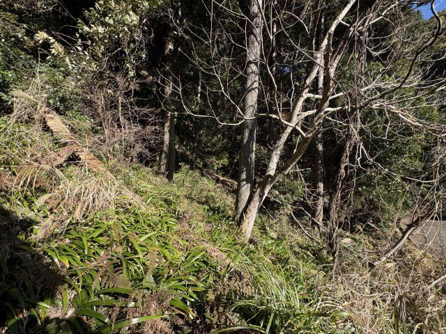 土地　伊豆市吉奈の外観|四季折々の美しい自然が楽しめる、静かで落ち着いた山林です。
