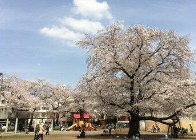 【周辺】 | GENOVIA北池袋skygarden