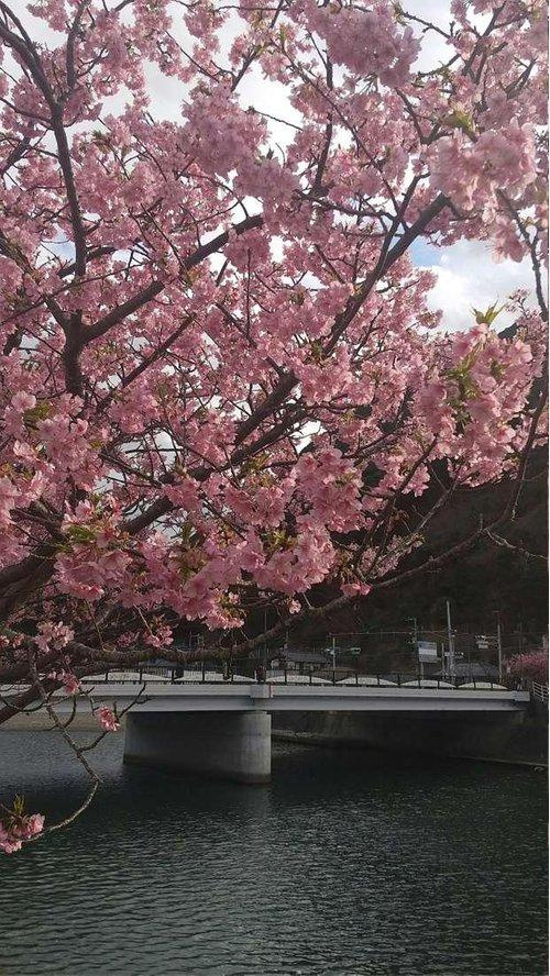 河津町　見高の周辺|現地から5キロの河津桜祭会場