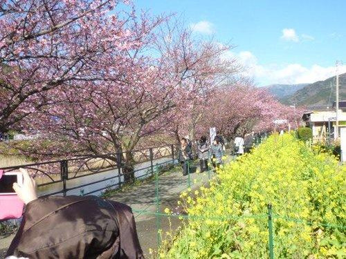 河津町　見高のその他|現地から5キロの河津桜祭会場
