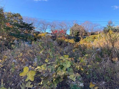 河津町　見高の展望