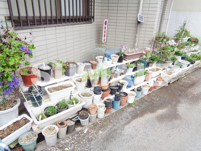 メゾン塚本のその他|植栽です☆