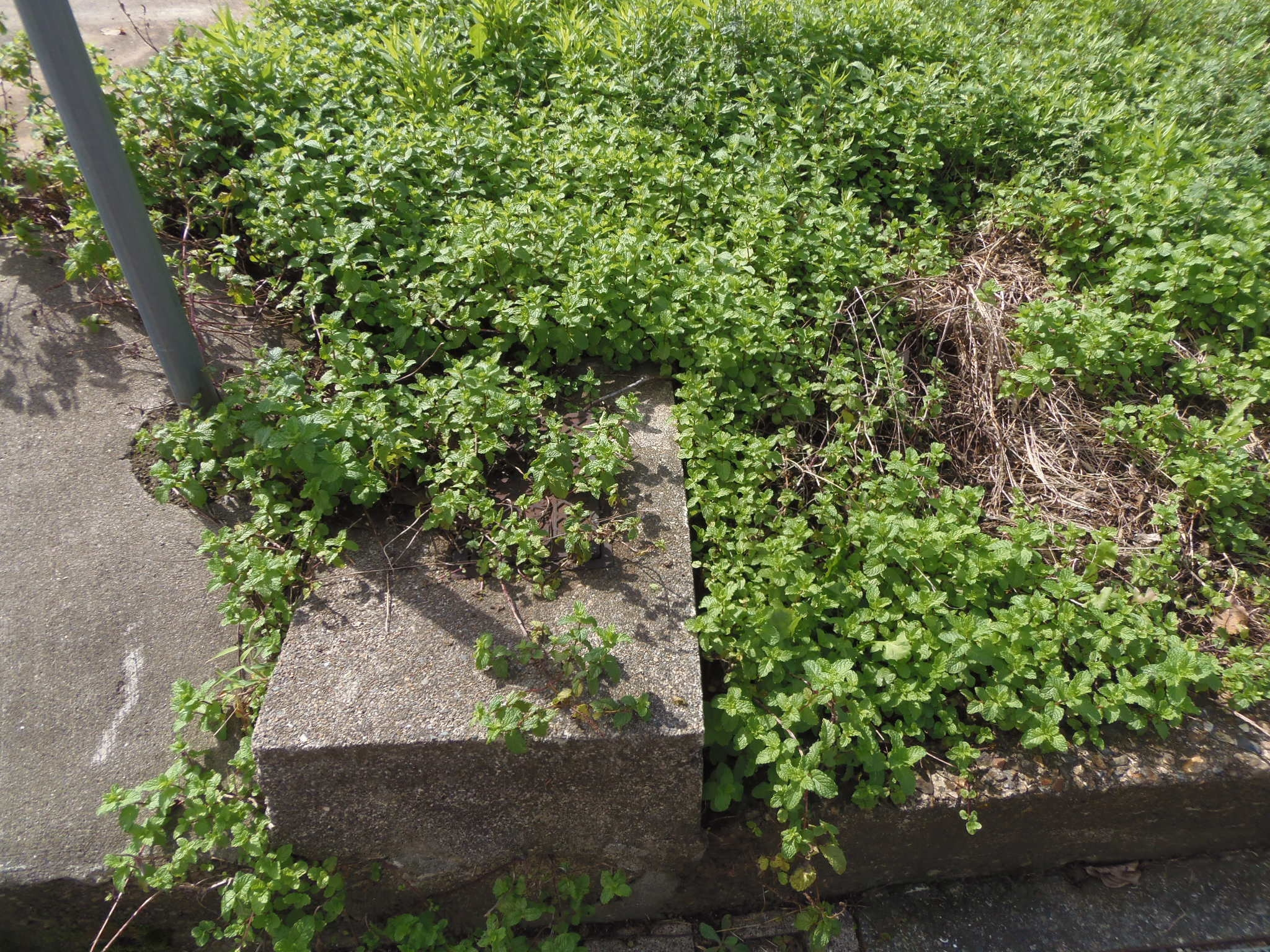 丹波市春日町黒井の売地の外観