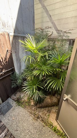大阪市住之江区東加賀屋2丁目   貸家の庭|お庭の付いた物件です