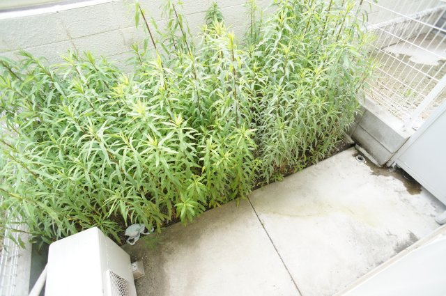 ハイツ法蓮のバルコニー