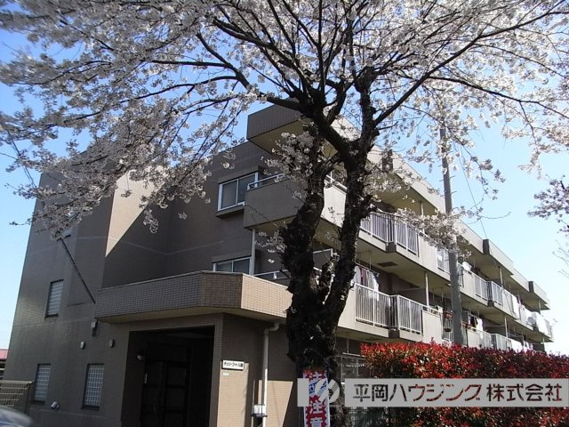 チェリーコートのエントランス|桜の時期も少しご案内