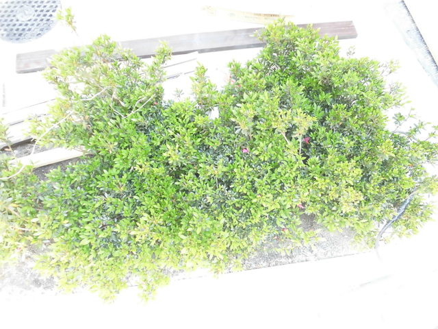 プレール・ドゥーク西巣鴨のその他|敷地内植栽☆