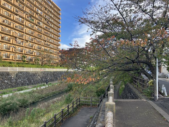 川口市青木二丁目戸建の庭