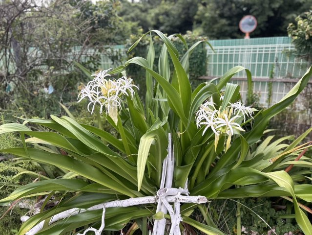千葉県富津市富津　ケープタウン4LDKのその他|綺麗なお花が咲きます！