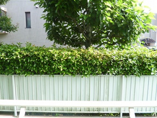 セルバハイツの展望