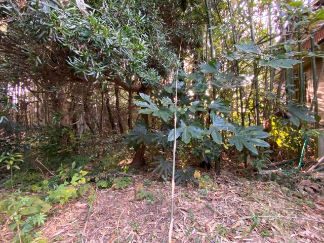 九十九里町片貝　売地の外観|中は緑に囲まれた癒し空間