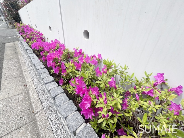 アヴァンス西が丘のその他|植栽です☆