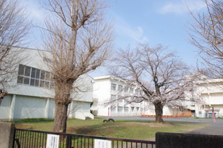 【周辺】 | 東側「滝合小学校」桜が咲いています。
