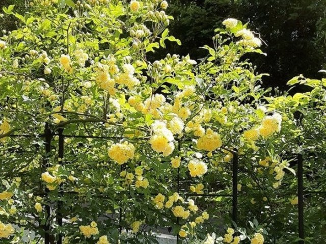 商談中　四季折々の花を楽しめるゴルフガーデンの3LDKの庭|四季折々の花がお庭を彩ります