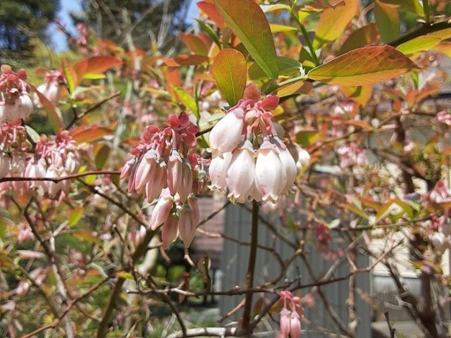 商談中　四季折々の花を楽しめるゴルフガーデンの3LDKの庭