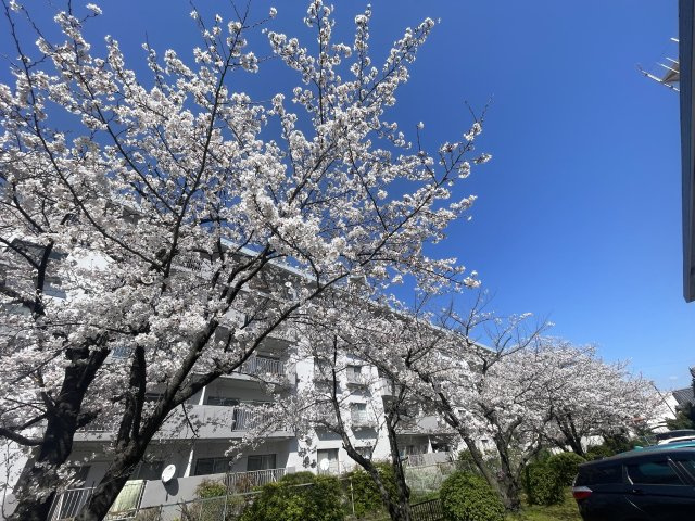 ＼価格改定しました／小幡ハイツ2棟のその他共用部分|敷地内に植えられた満開の桜♪