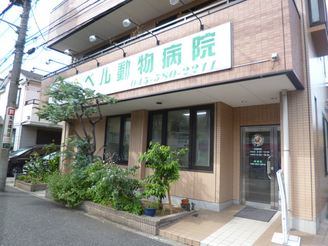 ラムール・ド・センケイのその他|ベル動物病院