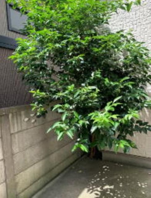 【その他共用部分】 | ロバリア古淵(ロバリアコブチ)