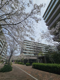 【中庭】 | ザ・シーズンズグランアルト越谷レイクタウン | 春には満開の桜が心を癒します