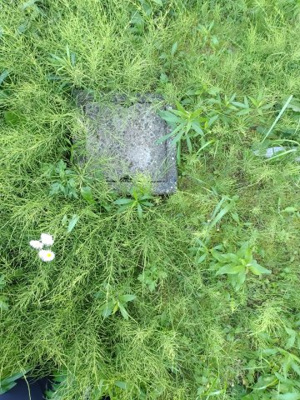 【庭】 | 九十九里町片貝　中古戸建