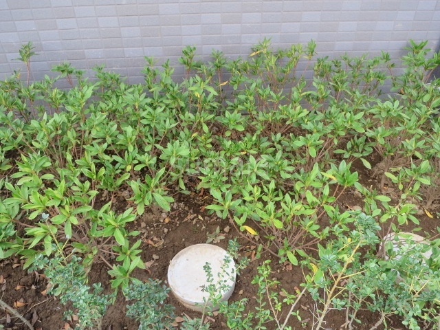 グロウワード東京Ｎｏｒｔｈアリビエのその他|緑があって癒されますね♪