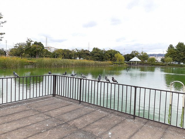 セレーノヴィータの周辺|弁天池公園まで750m