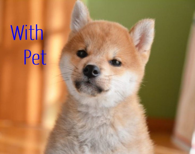 【その他】 | ソレイユ請地