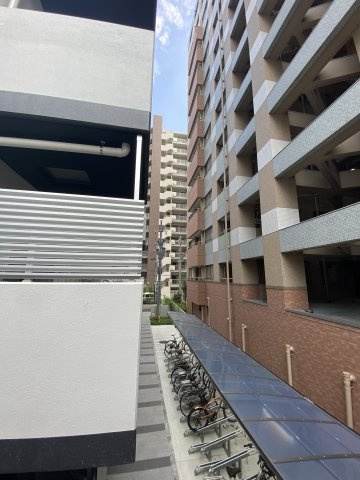 オリーブの展望