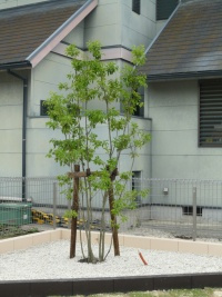 Edisynnus のその他共用部分