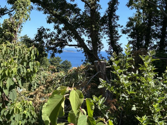 【展望】 | 富士急川奈別荘地　売地