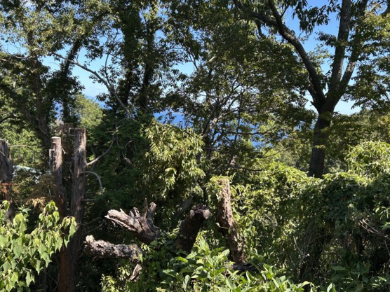 【展望】 | 富士急川奈別荘地　売地