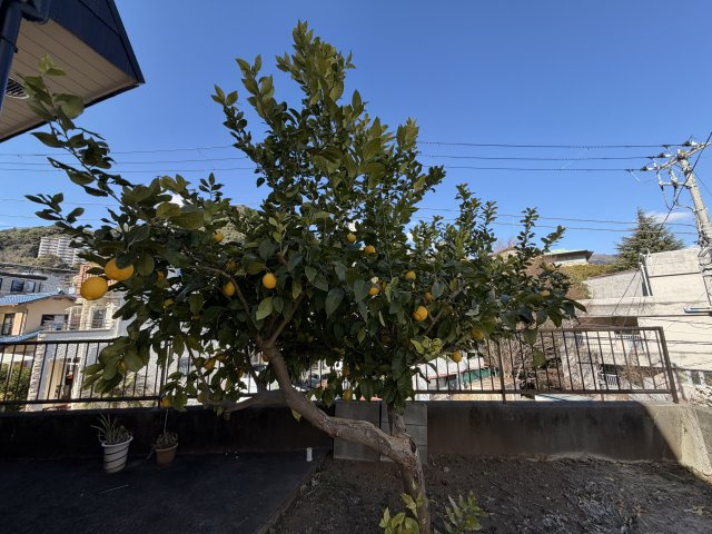 熱海市　桜町の庭|庭のレモンの木