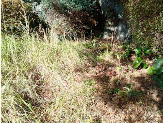 【庭】 | 大室高原別荘地　戸建