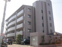 コスモス・ミソノの画像