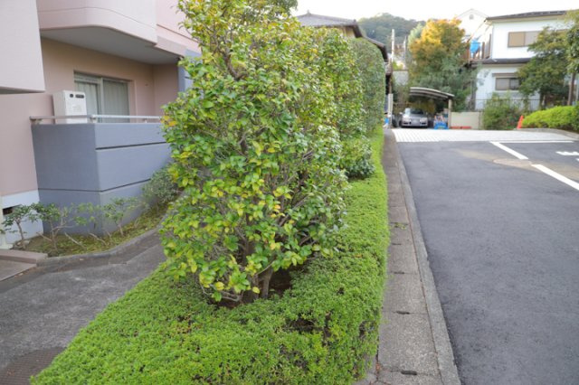 【中庭】 | ベルブリーズ森の里4号棟 | 中庭（パティオ）とは、一つの建築物の内部に設けられた、壁などで囲われている庭のことを指します。コの字型、ロの字型が主流ですが、L字型の中庭もあります。最近では、インテリア性の高さからも人気があります。