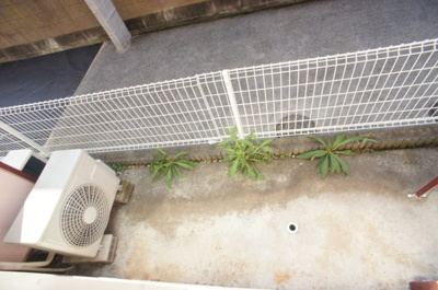 【庭】 | コッツウォルズ武蔵関