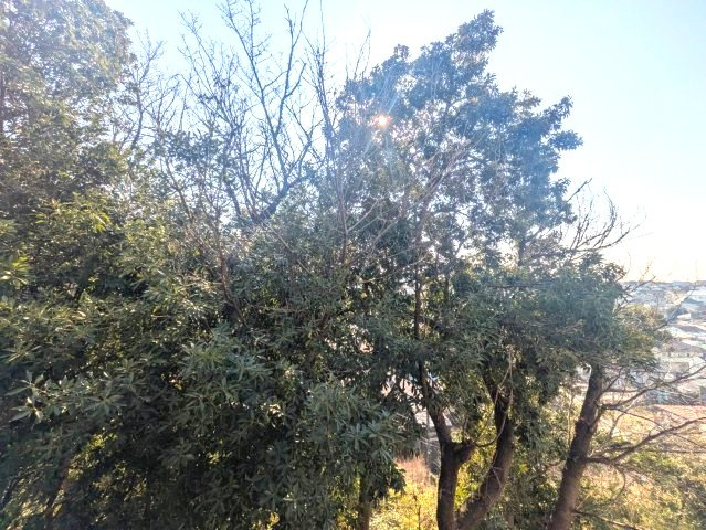 クリオホームズ岡村公園の展望