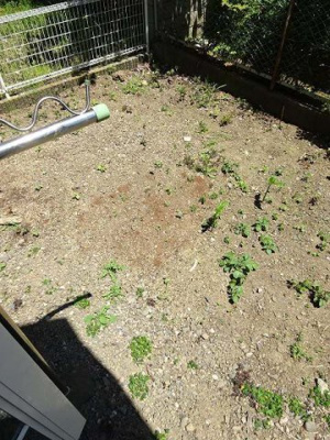 【庭】 | エヴァグリーンハイツ