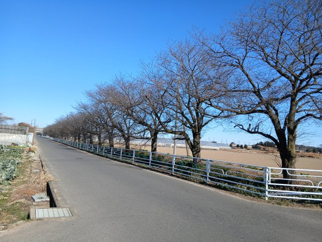 リーブルガーデン．S　深谷宿根第３　のその他|現地付近桜並木